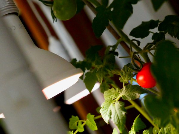 Top Automated Herb Trimmers to Elevate Your Indoor Kitchen Garden Maintenance